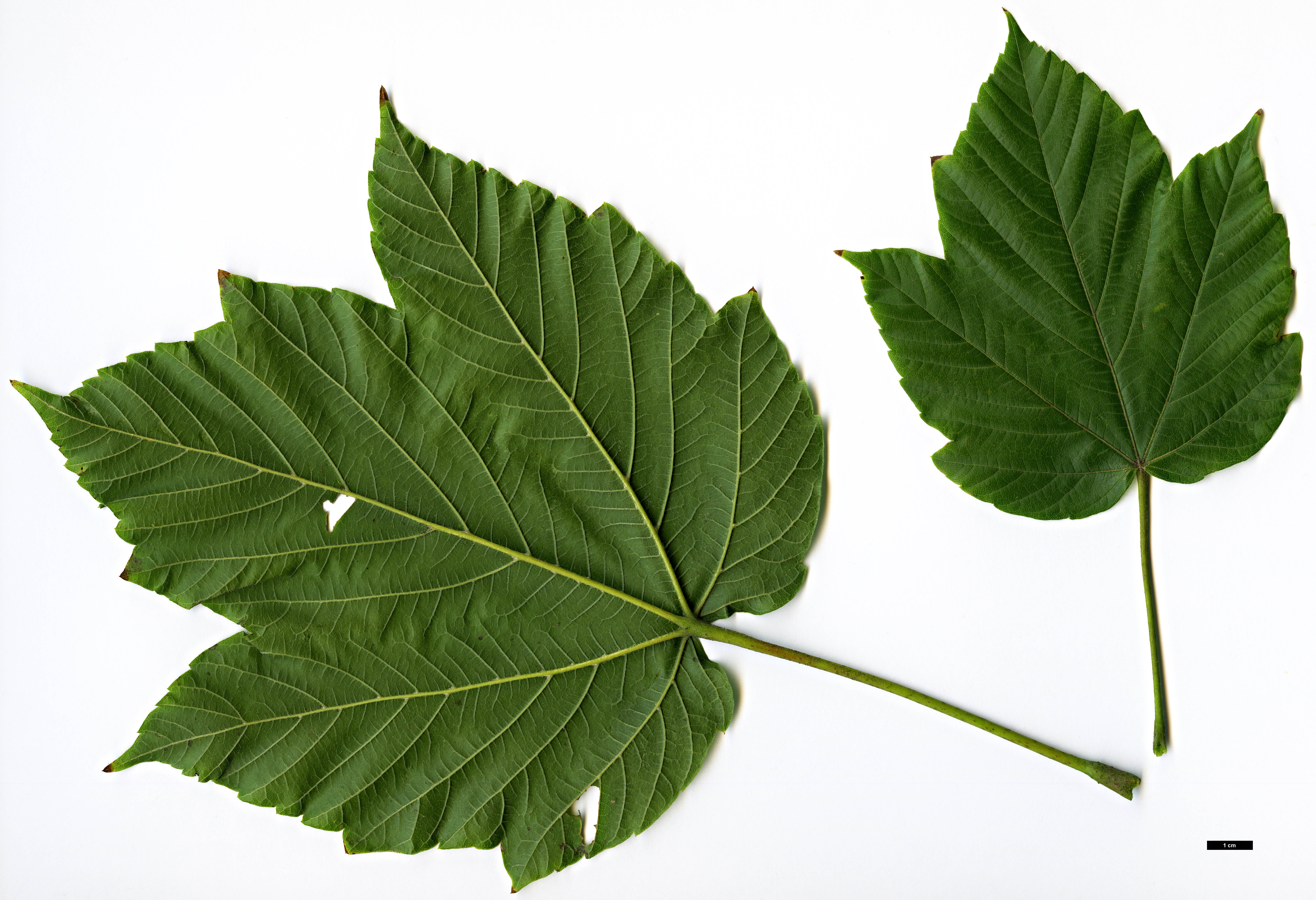 High resolution image: Family: Sapindaceae - Genus: Acer - Taxon: sterculiaceum - SpeciesSub: subsp. franchetii